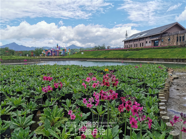 成都竟然有个“小瑞士”？森林湖泊、花海城堡……美得太浪漫