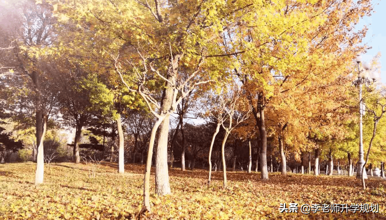 山东选科：物化生地都进入年级前20%，担心高手较量吃亏，怎么选