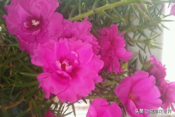 太阳花的花语是什么？