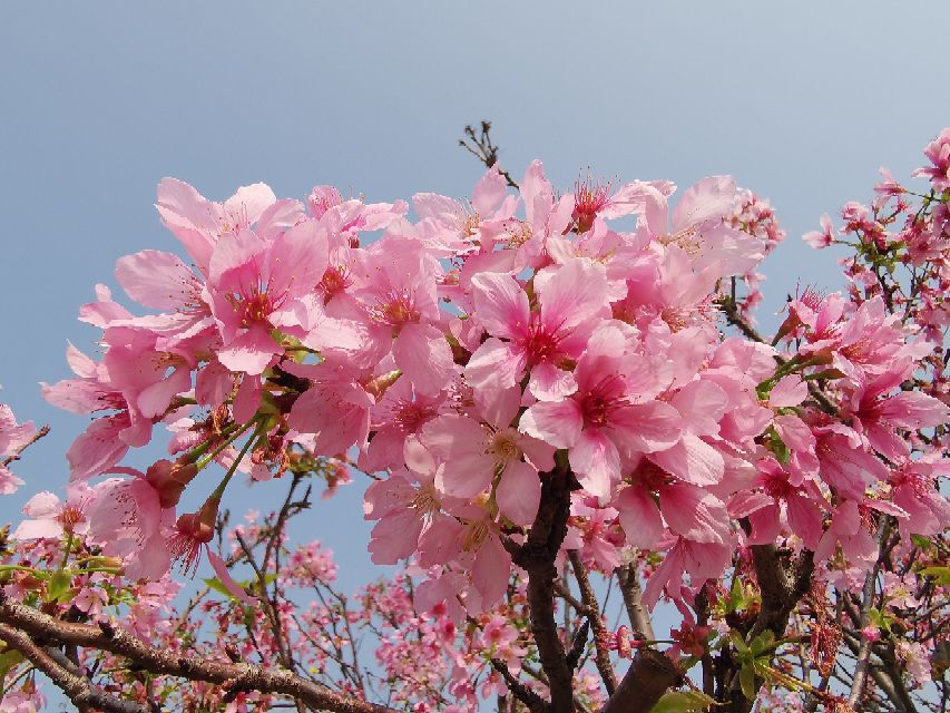 浓烈芬芳  春风十里赏花路  徜徉在广州海珠湿地的花海之中