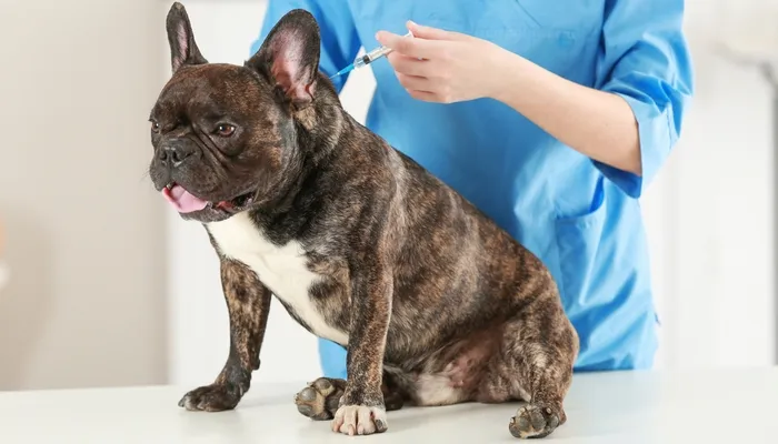 给狗狗免疫有多重要?让宠物医生带你了解传染病-“犬瘟热”