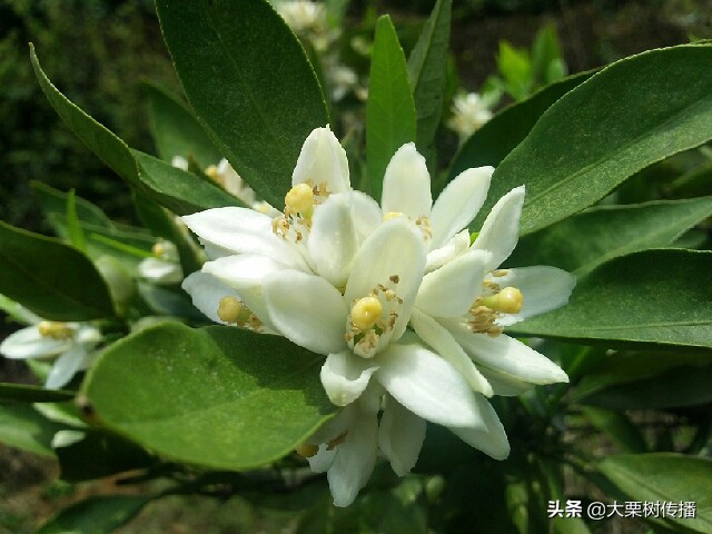 桔花风信满院香，吹不断，记春浅春深，春寒春暖，春雨春晴