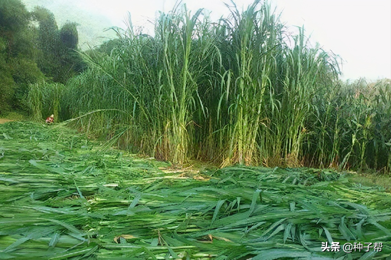 教你如何利用好牧草，收割技術(shù)，想要高產(chǎn)，必須要注意以下幾點(diǎn)