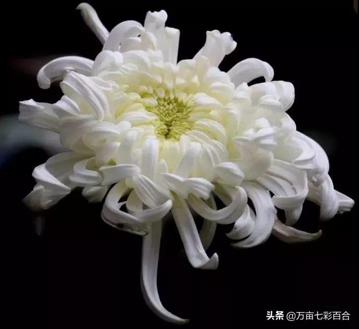 中元节临近祭祀逝者用的鲜花你知道有哪些吗