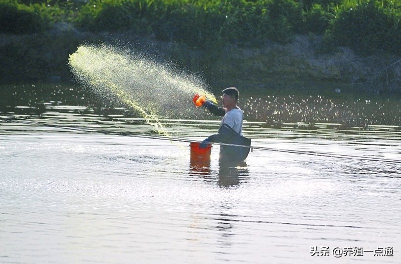 消毒剂在水产养殖中高效、安全使用,病死鱼勿乱扔