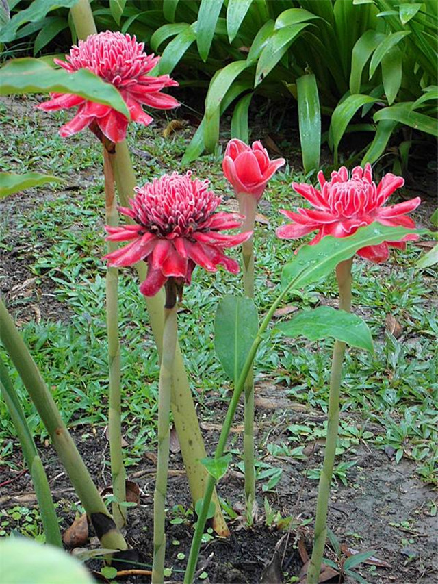 大王花资料(揭秘9种大脸花巨大神秘花中王)