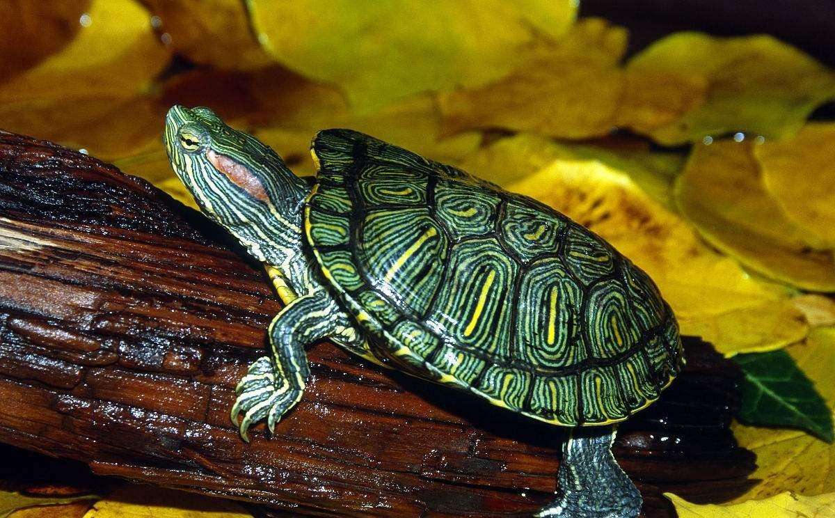 巴西龟的品种图片大全图片