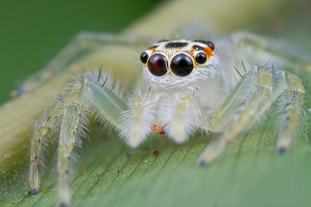 14种最怪异的透明生物 天天看点