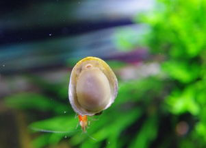 鲍鱼螺产卵图片
