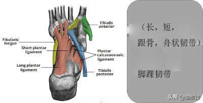 找回属于自己的足弓，揭开足弓塌陷的秘密