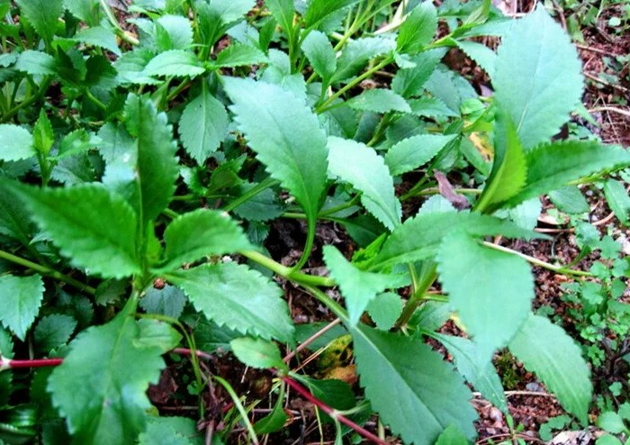 野菜:苦斋婆的记忆