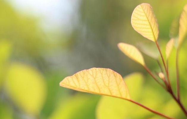 春暖花开的唯美句子：淡看流年烟火，细品岁月静好