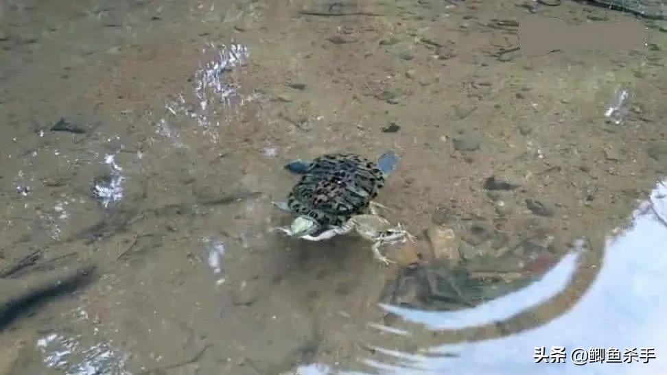 红耳龟(“巴西红耳龟”入侵中国，6个月就能繁殖，长江已经“失守”？)