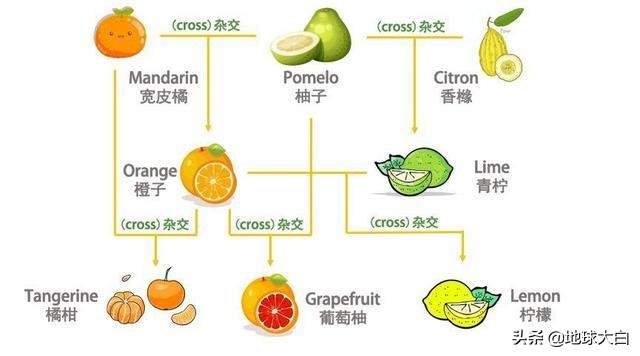 What？“orange”居然不是“橘子”，我这么多年的英语都白学了啊