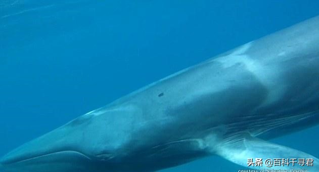 须鲸的种类有哪些？来详细了解一下这种巨大而温和的海洋哺乳动物
