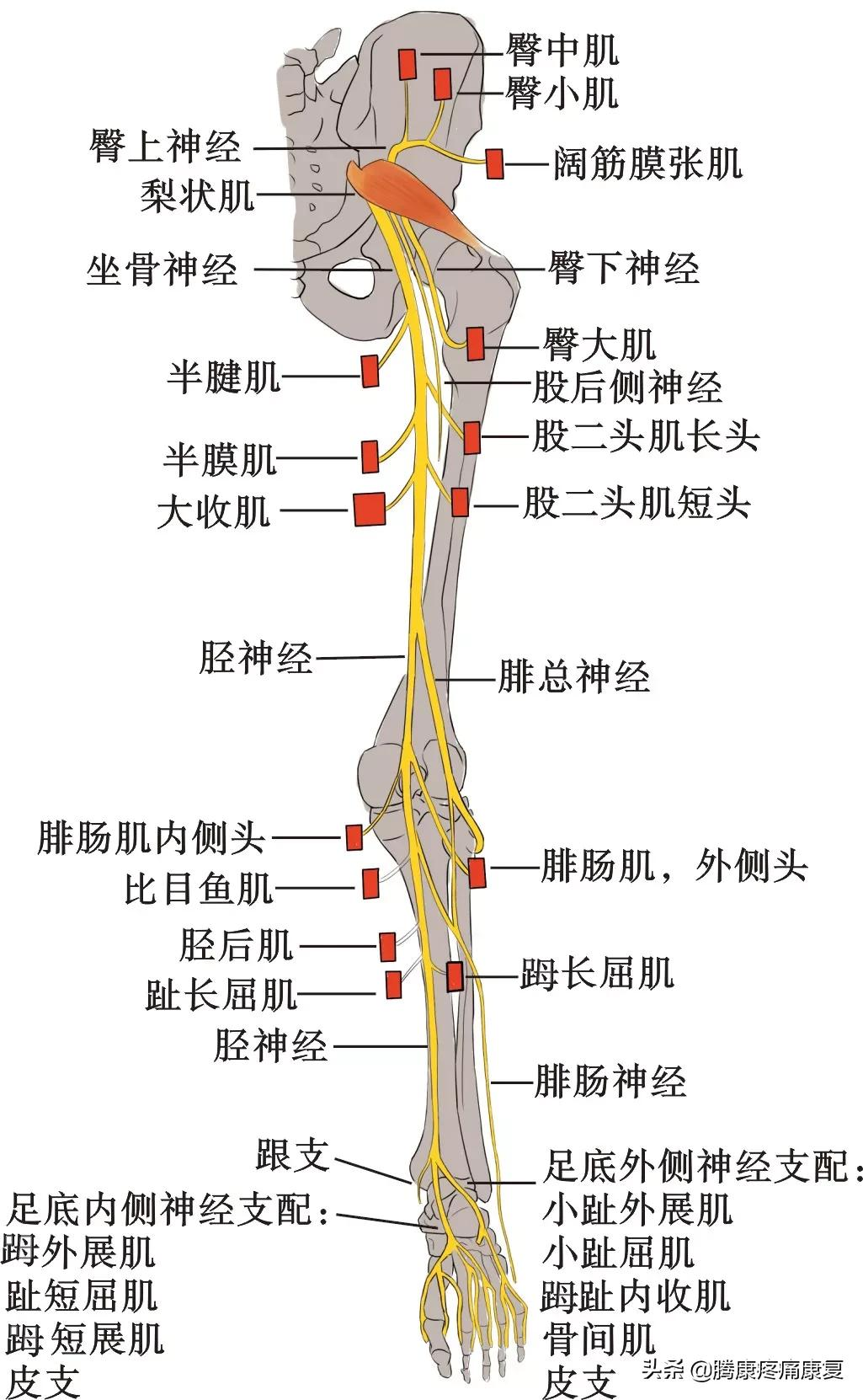 大腿疼痛的原因和治疗原则