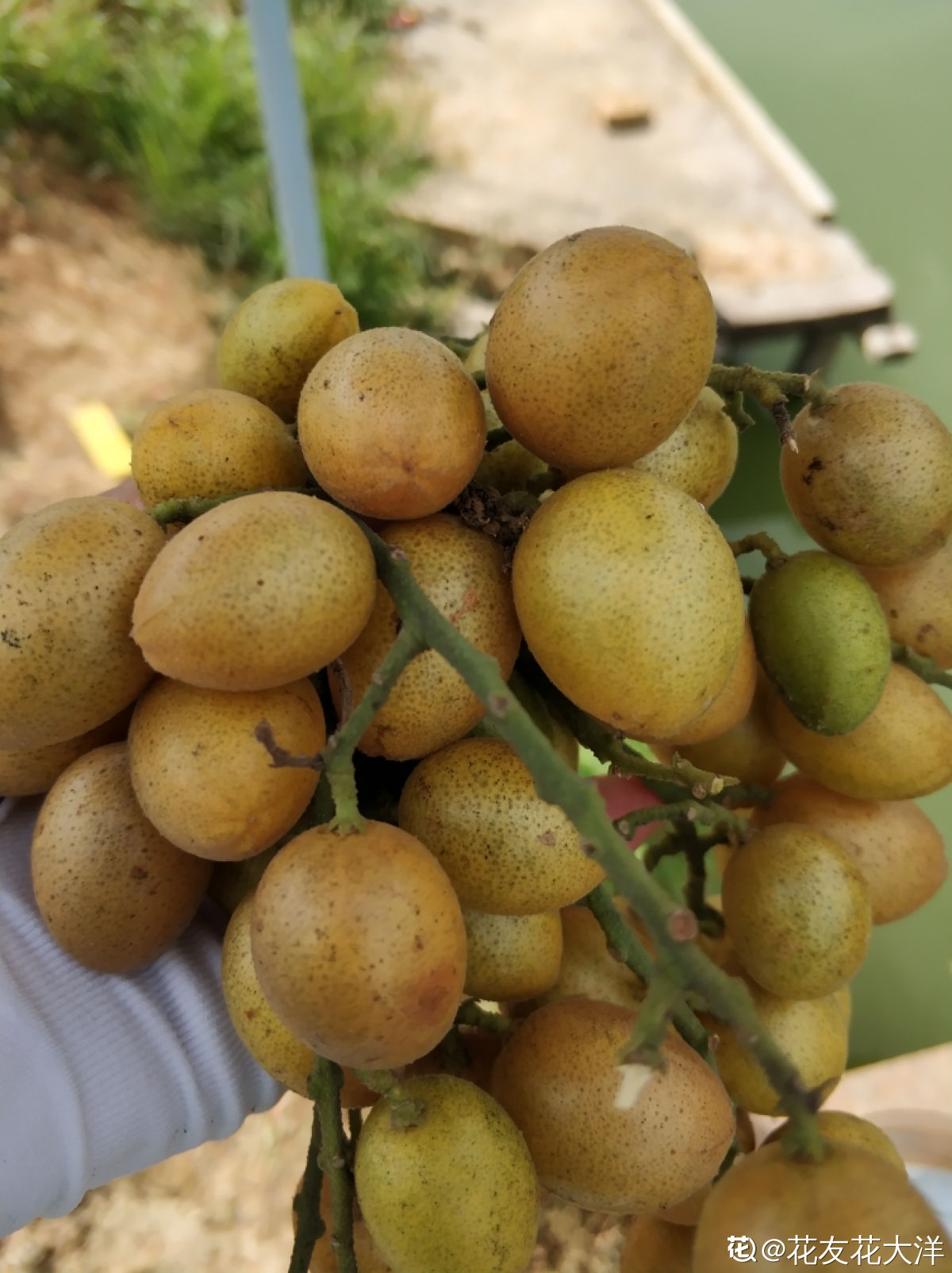 黄皮果图片大全(南方常见的黄皮果咬一口口水直流)