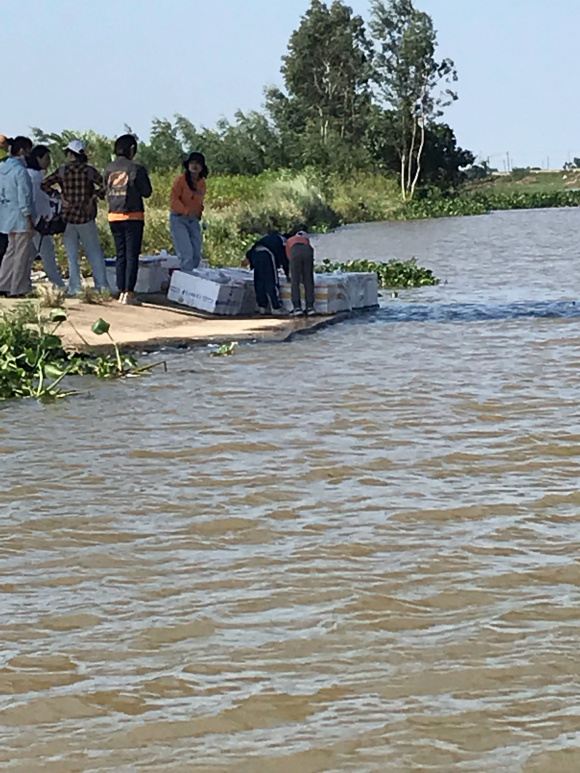 把鱼放生在岸上？大量鲫鱼堆积上海河道边，网友：这是杀生