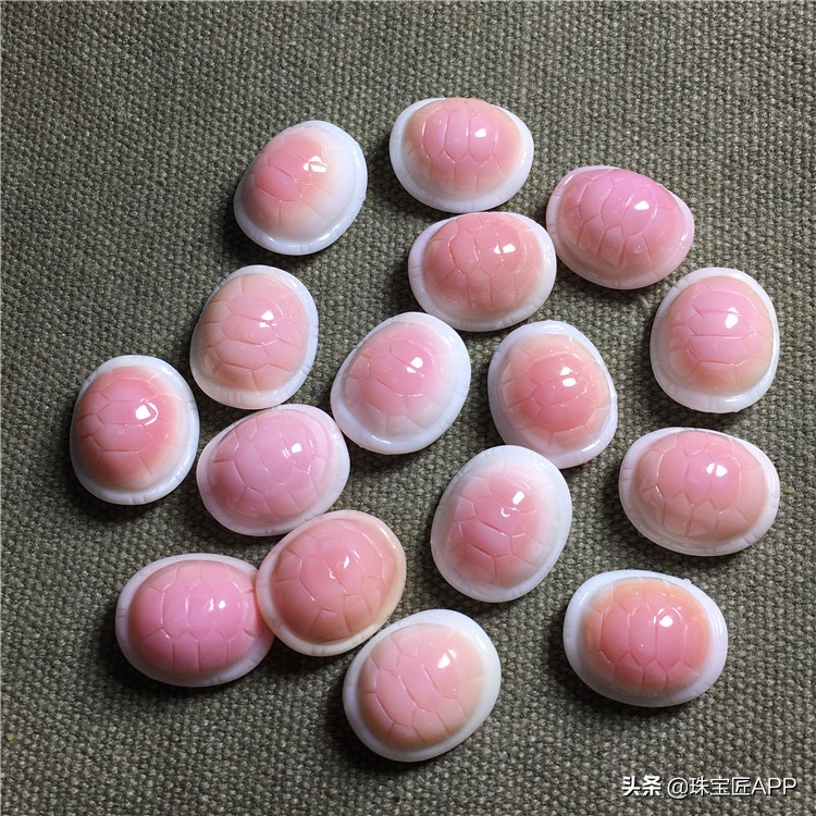 女王贝又称女王凤凰螺,凤凰螺科贝类的一种,拥有所有贝壳中最"少女心"