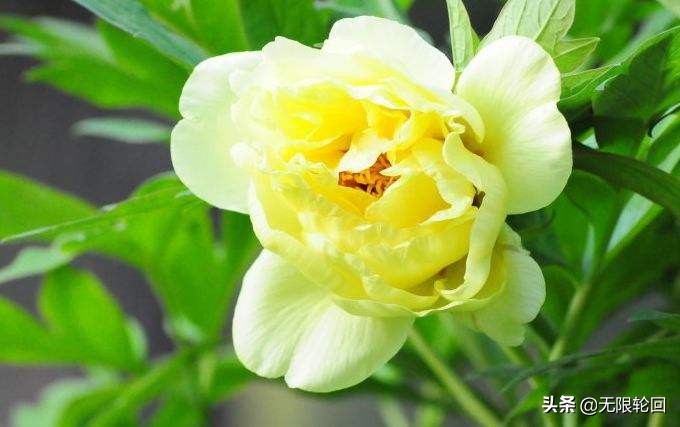 唯有牡丹真国色：10首最经典的牡丹花诗词