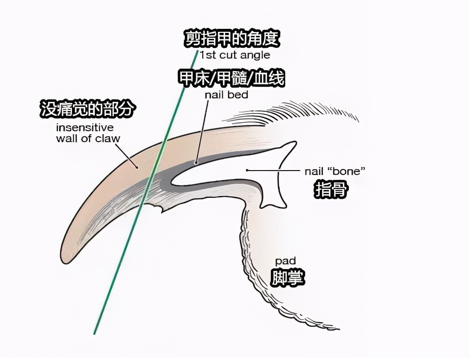 狗指甲怎么剪（狗狗修剪指甲的4个技巧分享）
