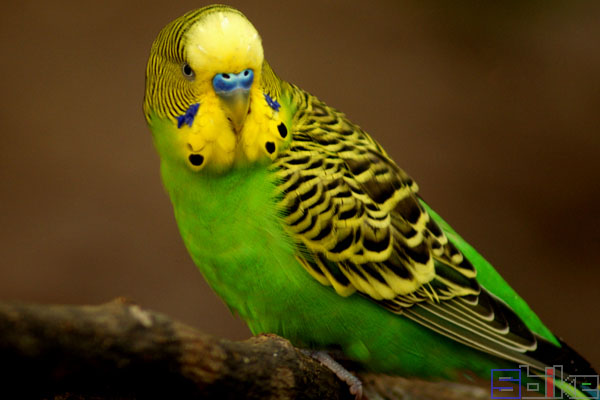 虎皮鹦鹉虎皮鹦鹉:最普及的宠物鸟,鹦鹉科中的小型品