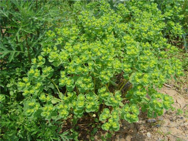 泽漆,见过吗?有较强利水消肿作用,治大腹水肿,四肢面目浮肿