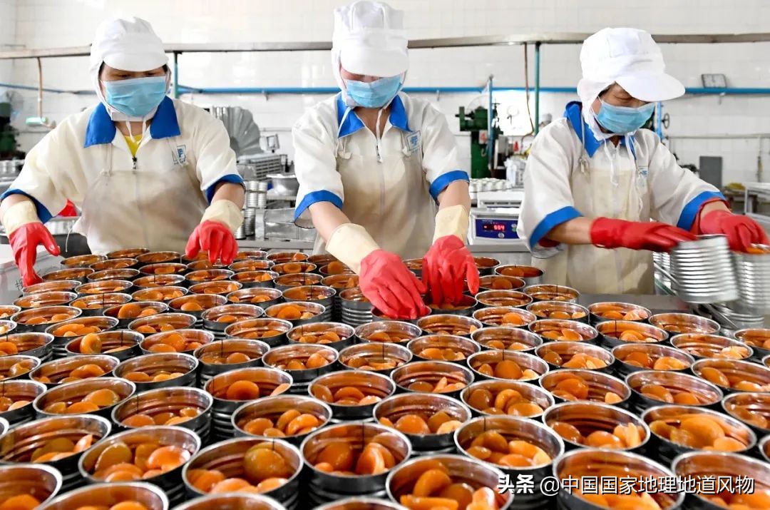 小白杏、大接杏、水蜜杏......中国到底哪里的杏子最好吃？