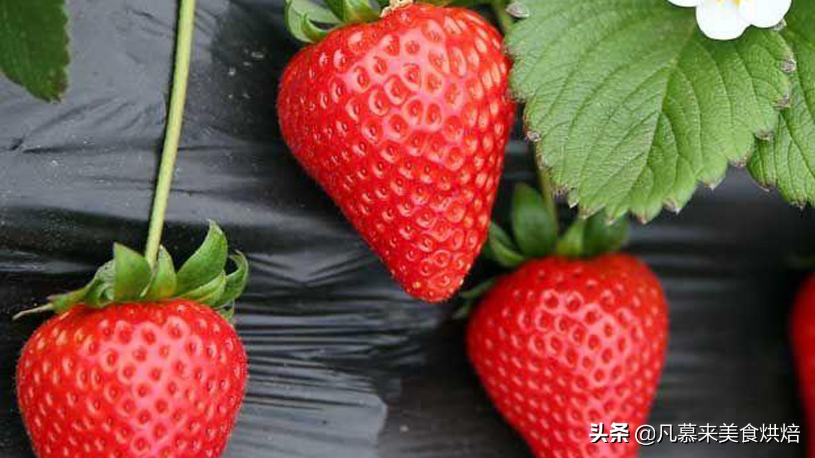 24种常见草莓品种，中国20大草莓产地？哪里的草莓最好吃？