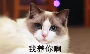 布偶猫价格那么贵合理吗?就算买得起也不一定适合养