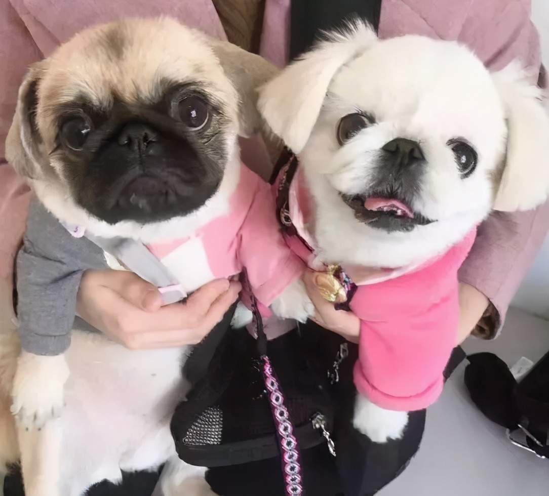 世界十大温顺犬种推荐：适合家庭饲养的安全伴侣犬
