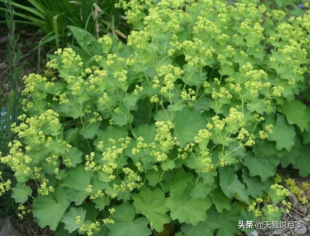 福禄考花期（5种草花适合在月季底部生长）