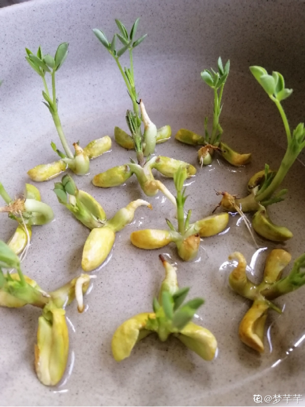 出芽的花生泡水里,呼呼冒出一茬苗,长成绿油油的小森林