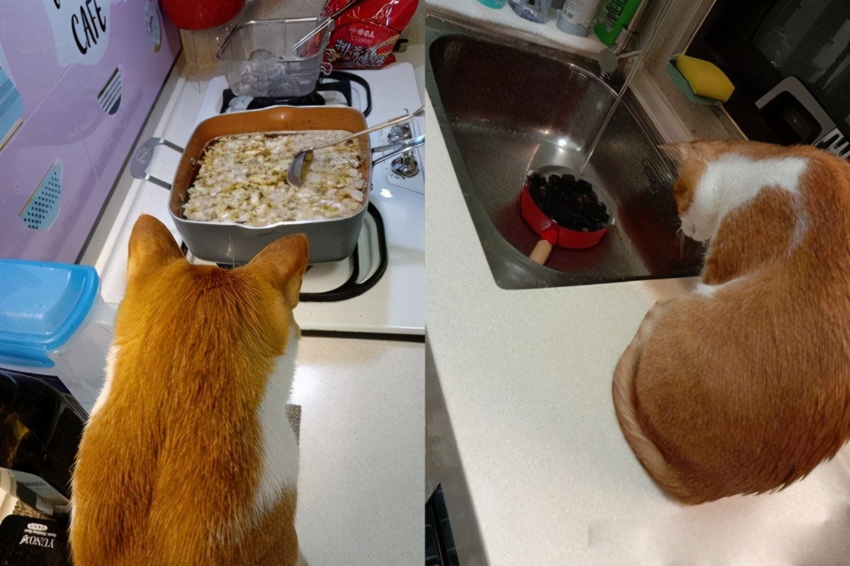 貓咪沒有吃到年夜飯，氣得背對大家，蹲餐桌上當一個「炸毛花瓶」