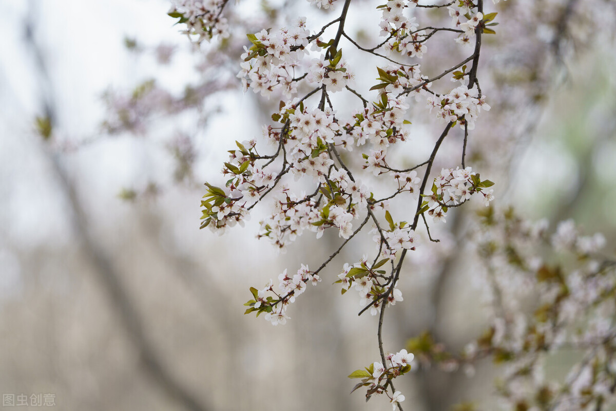 高三听力练习（17）