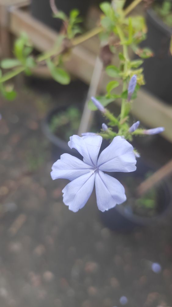 藍雪花的養殖和花語