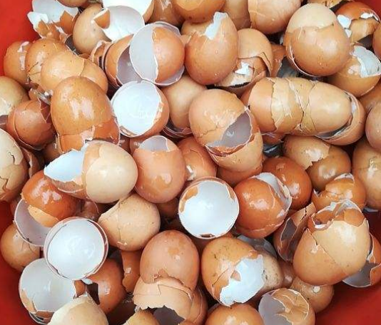 鸡蛋皮能作为养花的肥料吗（蛋壳养花5大好处）