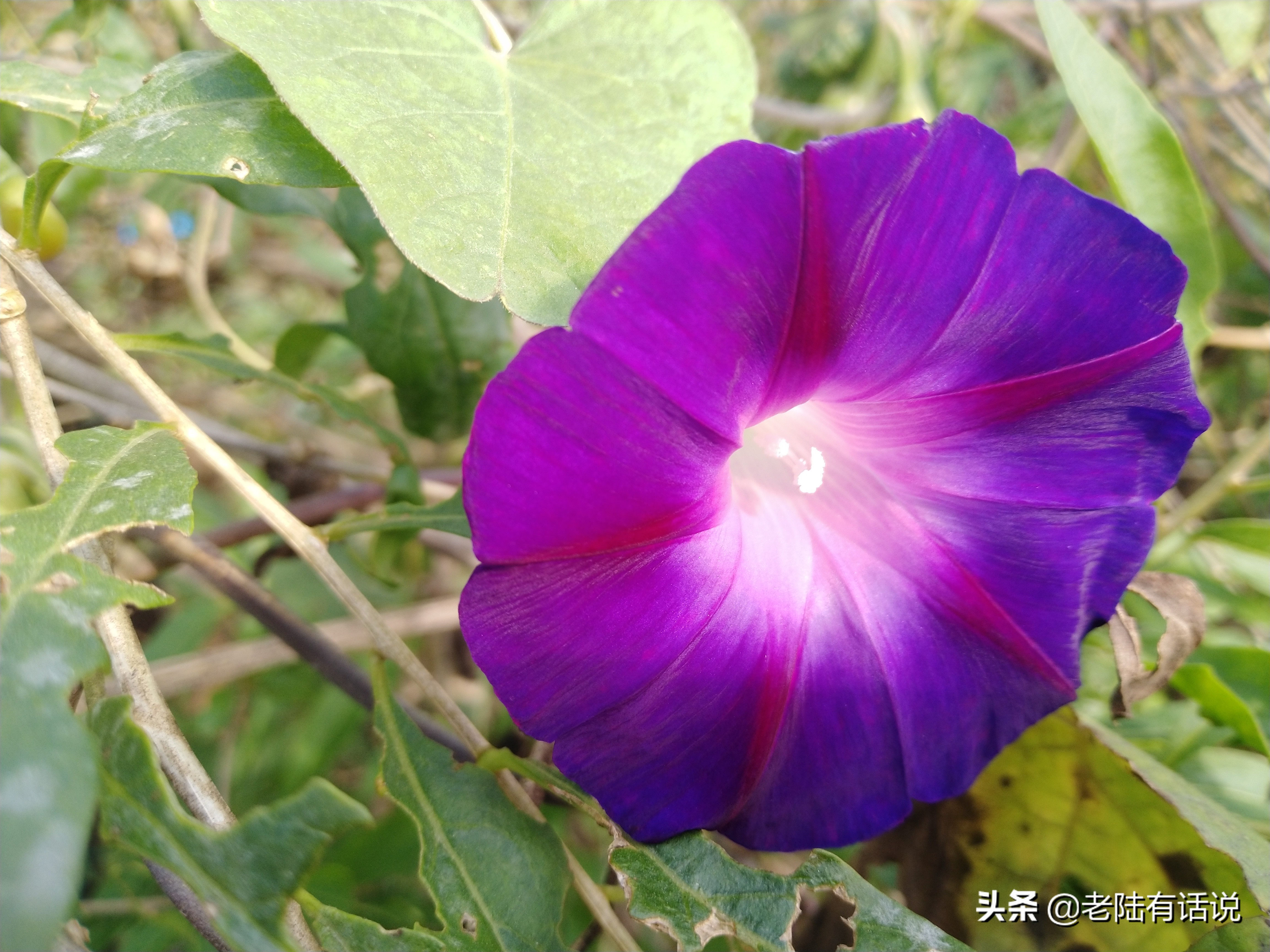 我的城市小菜园，我的田园之梦，金秋收获绿色食品