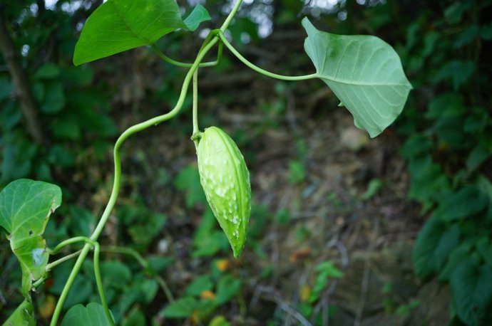老瓜瓢的功效与作用老瓜瓢的功效与作用