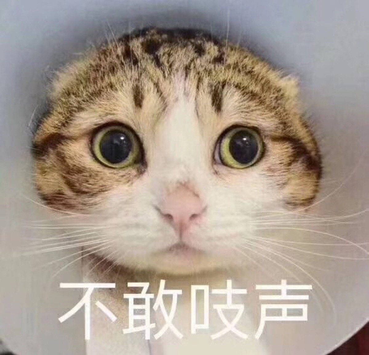 从时尚界的引领者到城乡结合部的代表，欧时力经历了啥？