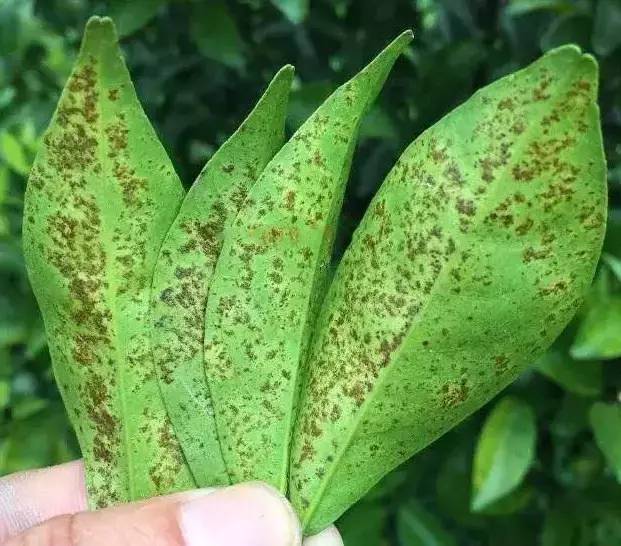 柑橘脂点黄斑病高发期,不要误以为是肥害