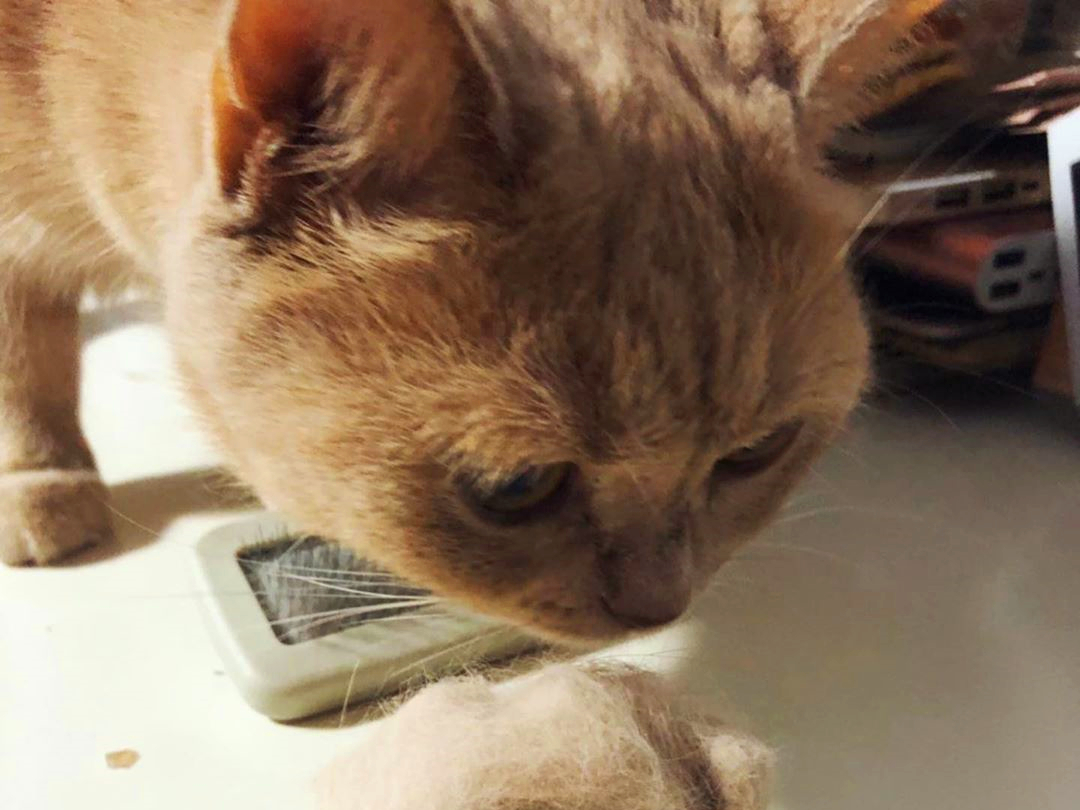 养猫又出幺蛾子，猫咪补锰可别喂动物毛发，注意爱猫肠梗阻