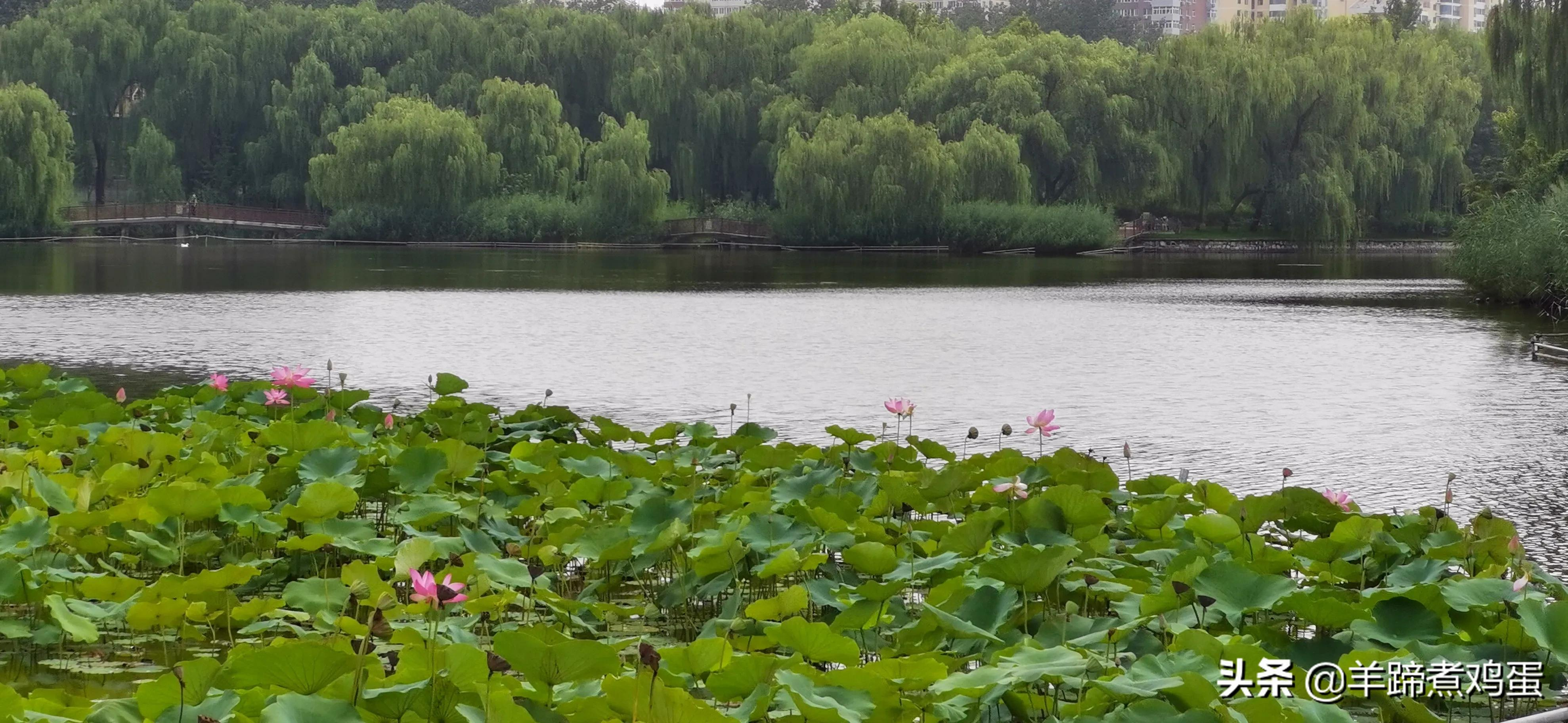 淫雨唤云行日隐耀霞红--雨后北京云空的美丽身影留下霞浓