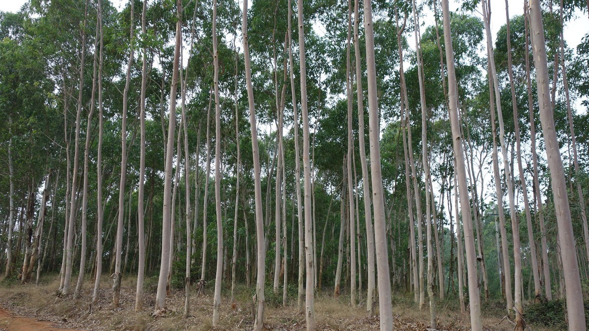 桉树苗多少钱一棵种植桉树有何危害