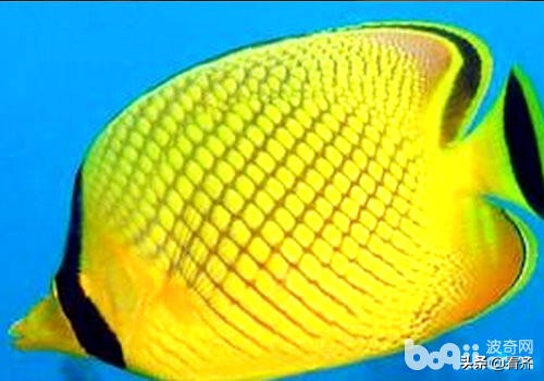 齊齊哈爾萌寵 蝶魚的品種介紹 天天看點
