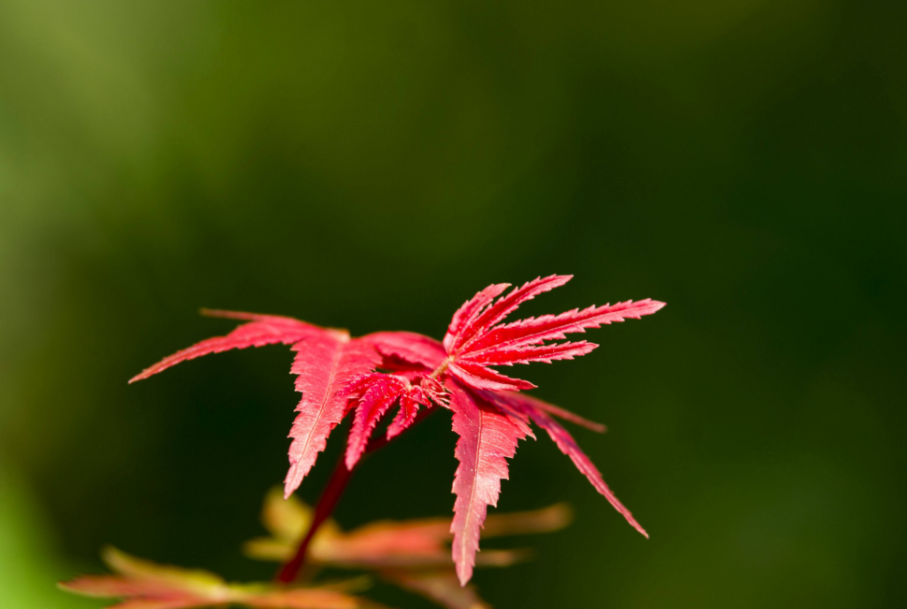 「诗词鉴赏」风吹一片叶 万物已惊秋，在古诗词中感悟秋天