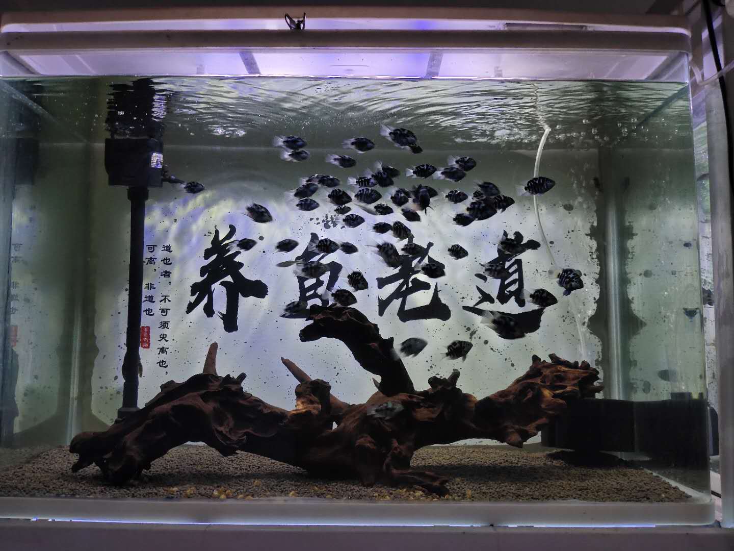 觀賞魚的種類圖片,觀賞魚的種類圖片和名字