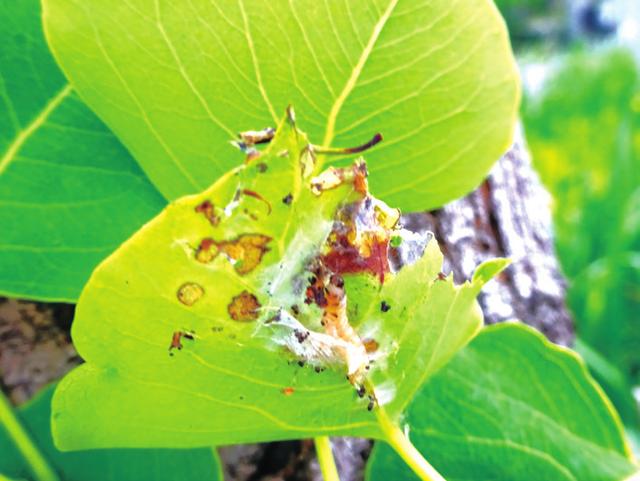 乌桕繁殖及病虫害防治栽培技术