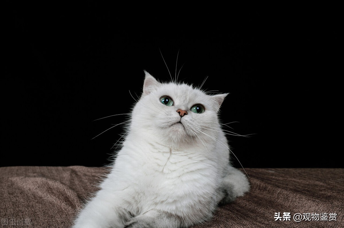 銀漸層屬于什么品種的貓，銀漸層屬于什么品種的貓你知道嗎？