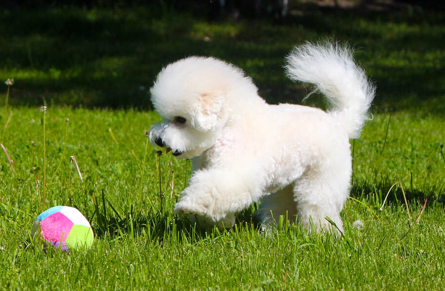 把"小比熊"带回家,这8件事情,一定要注意